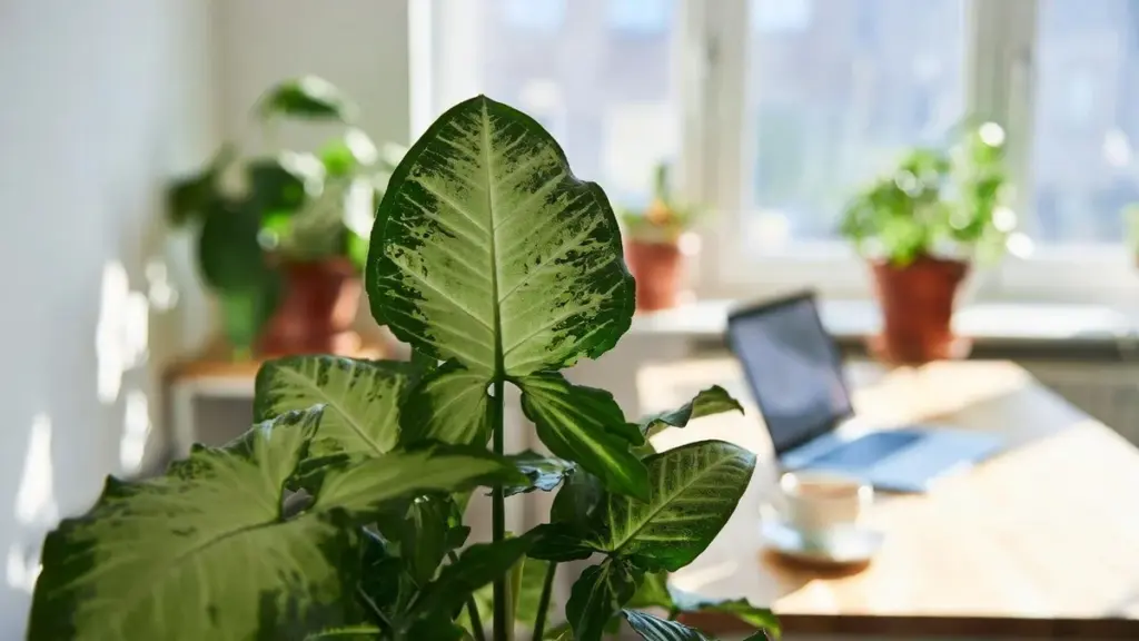 Kako je rastlina puščica (Syngonium) izboljšala moj pisarniški prostor